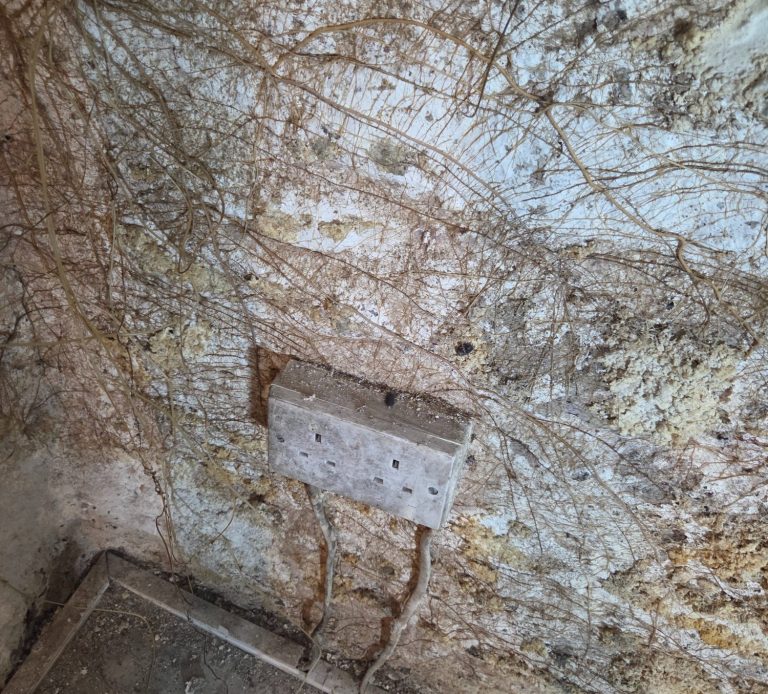 Cracked wall with peeling paint and green plants at the base.